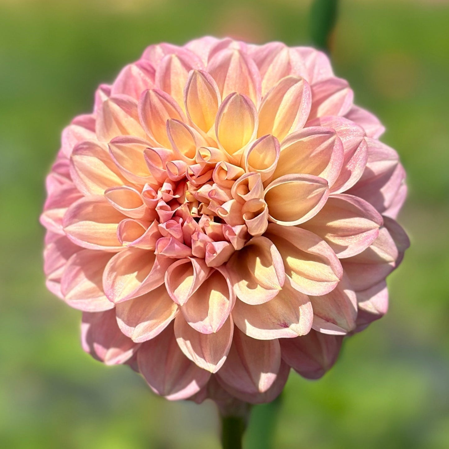 A close up of a pink dahlia