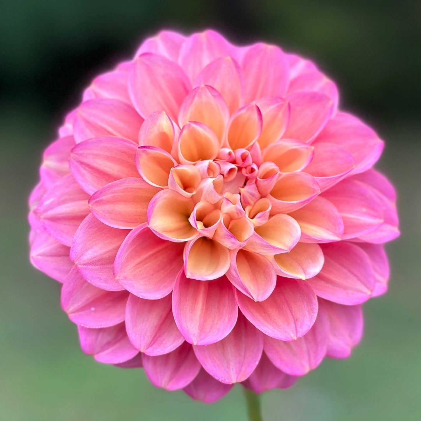 A close up of a pink dahlia