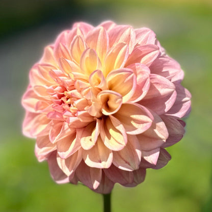 A single pink flower in bloom with a blurred background.