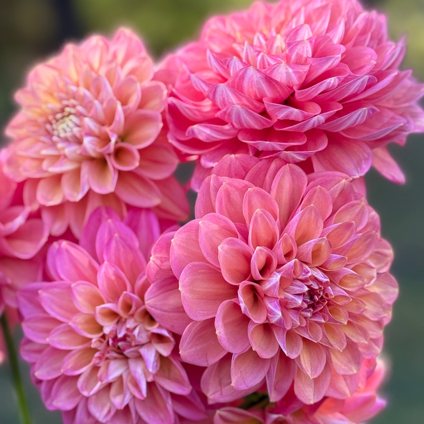 Close-up of pink flowers with a blurred green background