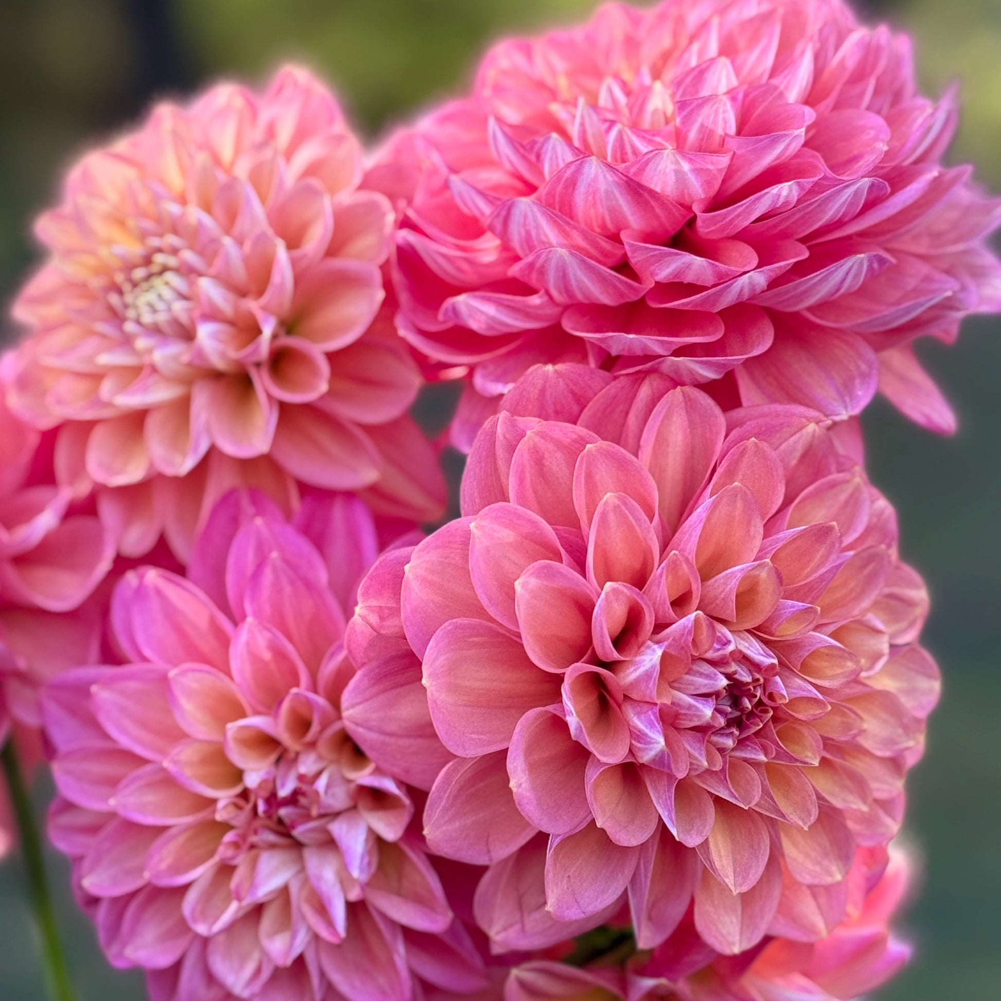 Close-up of pink flowers with a blurred green background