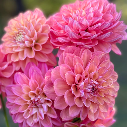 Close-up of pink flowers with a blurred green background