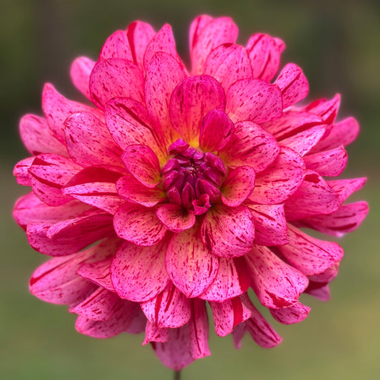 A close-up image of a pink variegated flower with a blurred green background.