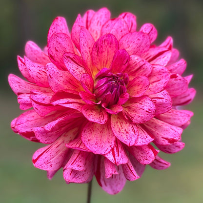 A speckled bloom of pink and red on a green background.
