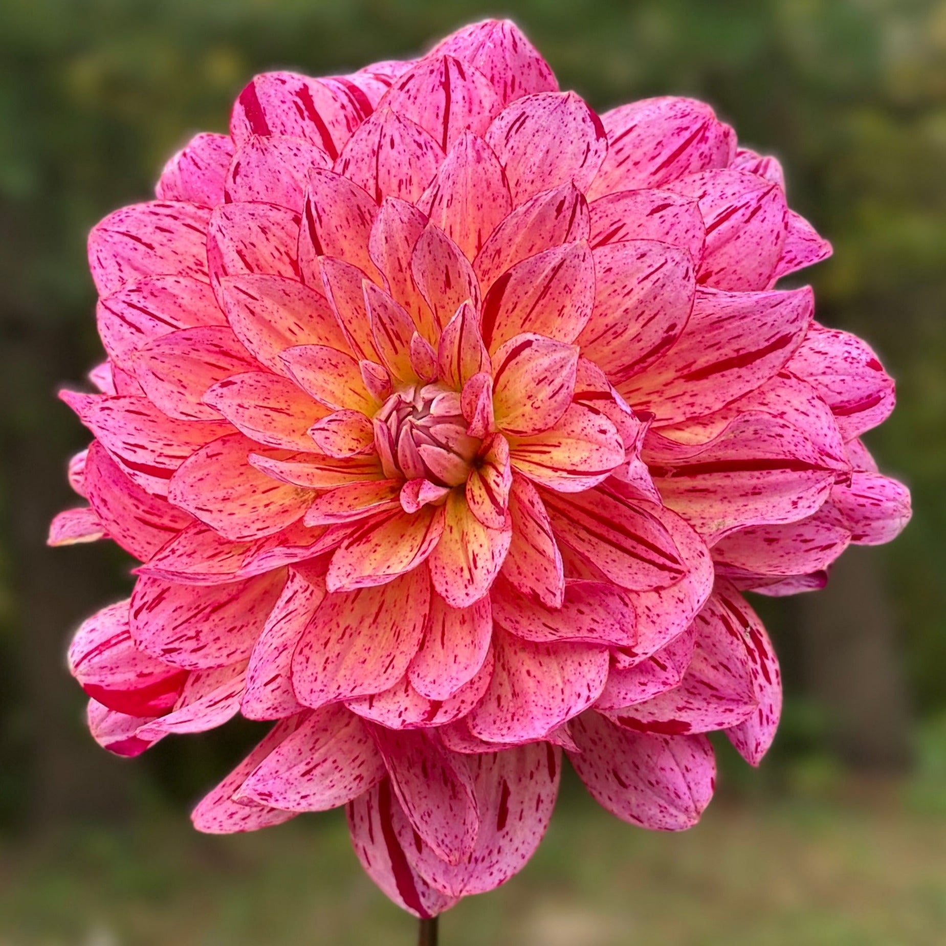 A speckled bloom of pink and red on a green background.