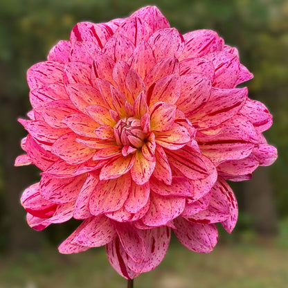 A speckled bloom of pink and red on a green background.