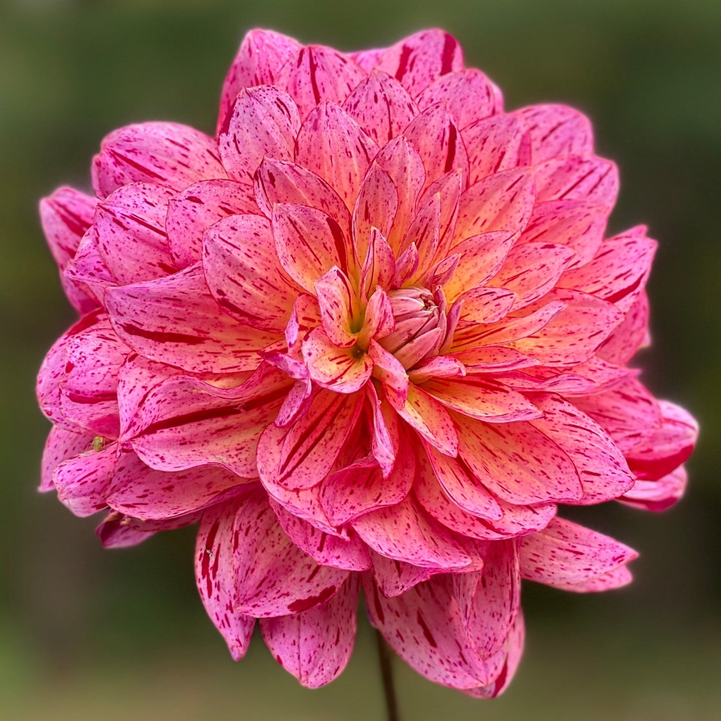 A speckled bloom of pink and red on a green background.