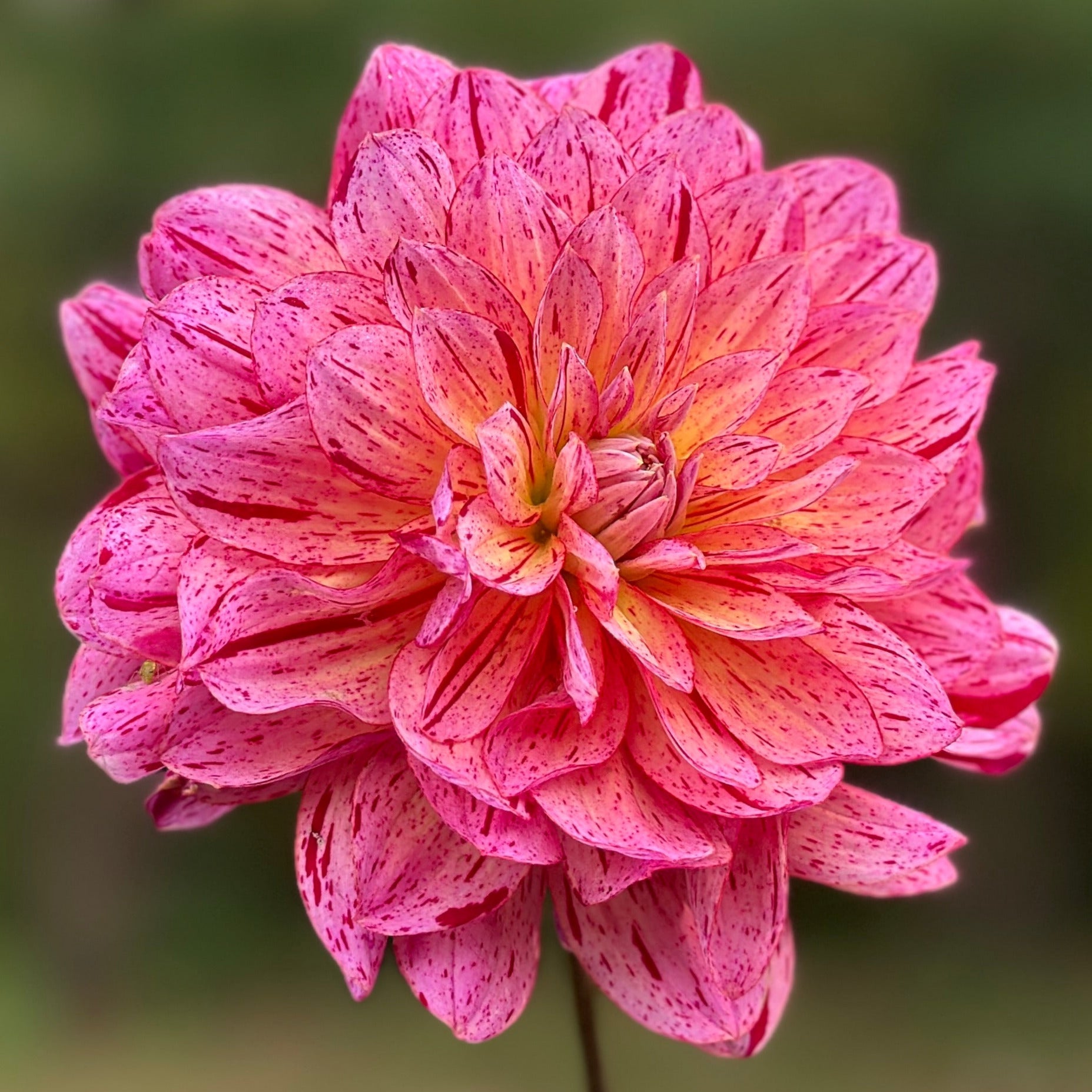 A speckled bloom of pink and red on a green background.