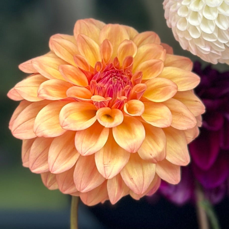 A close-up image of a decorative artificial flower with a blend of light peach and orange petals.