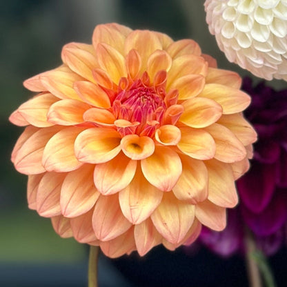 A close-up image of a decorative artificial flower with a blend of light peach and orange petals.