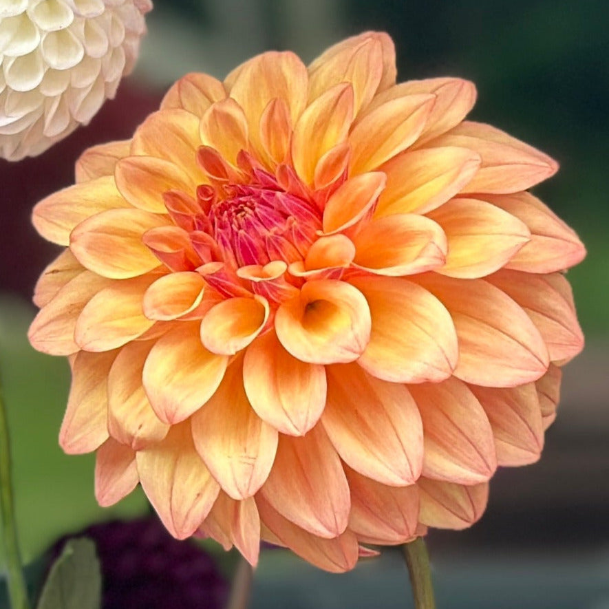 A Peachy orange dahlia bloom