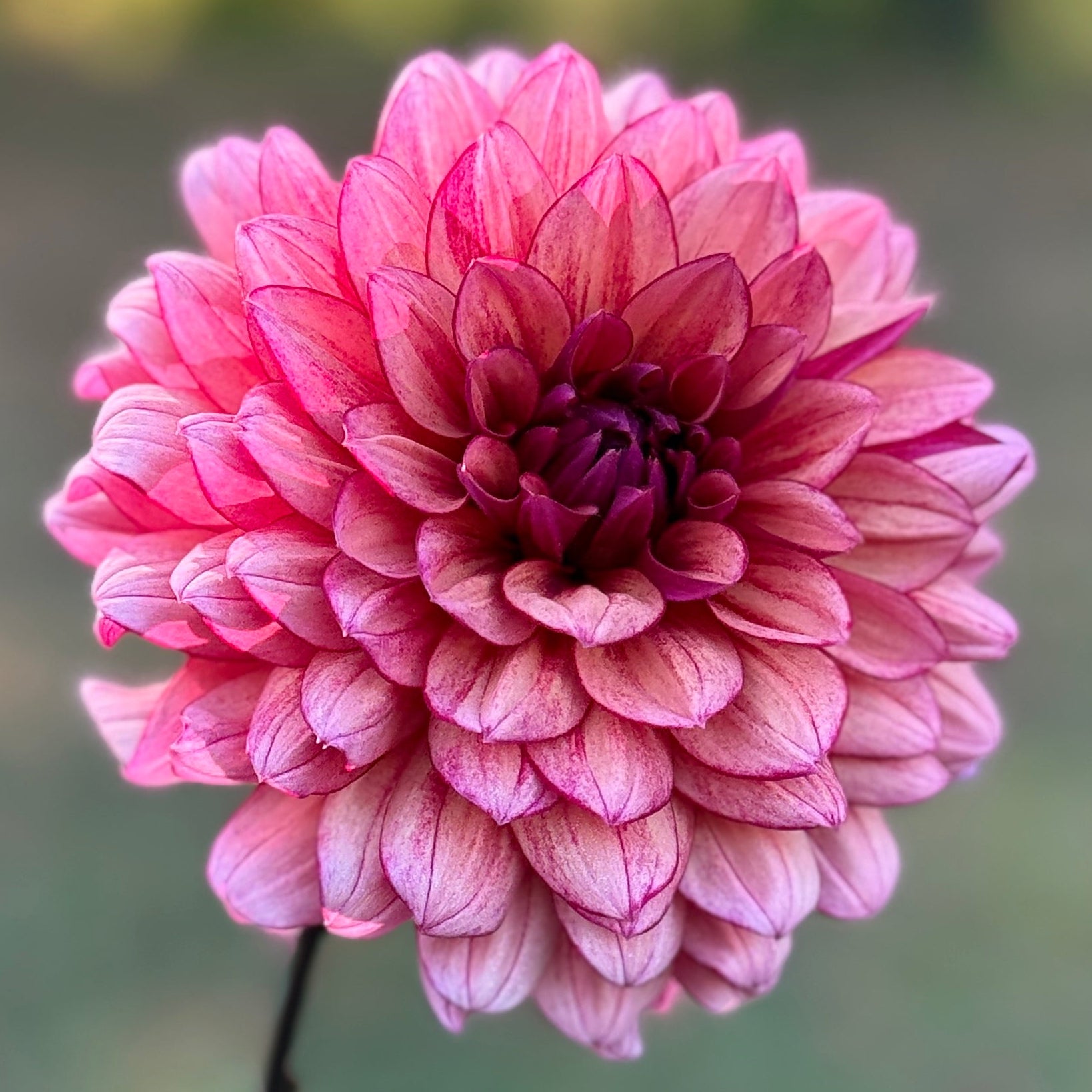 Pink flower held by a hand with a blurred natural background