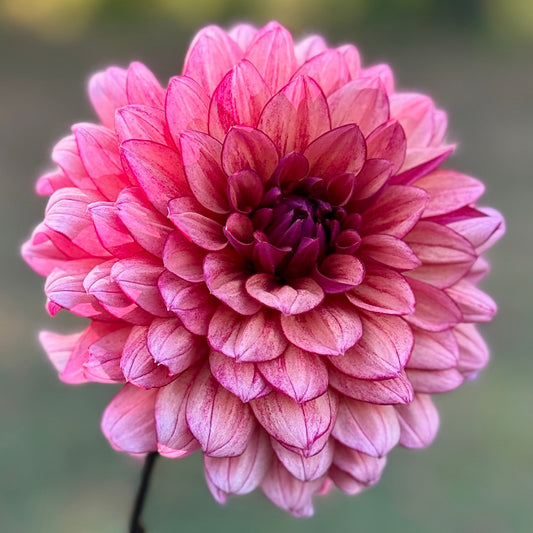 Pink flower held by a hand with a blurred natural background