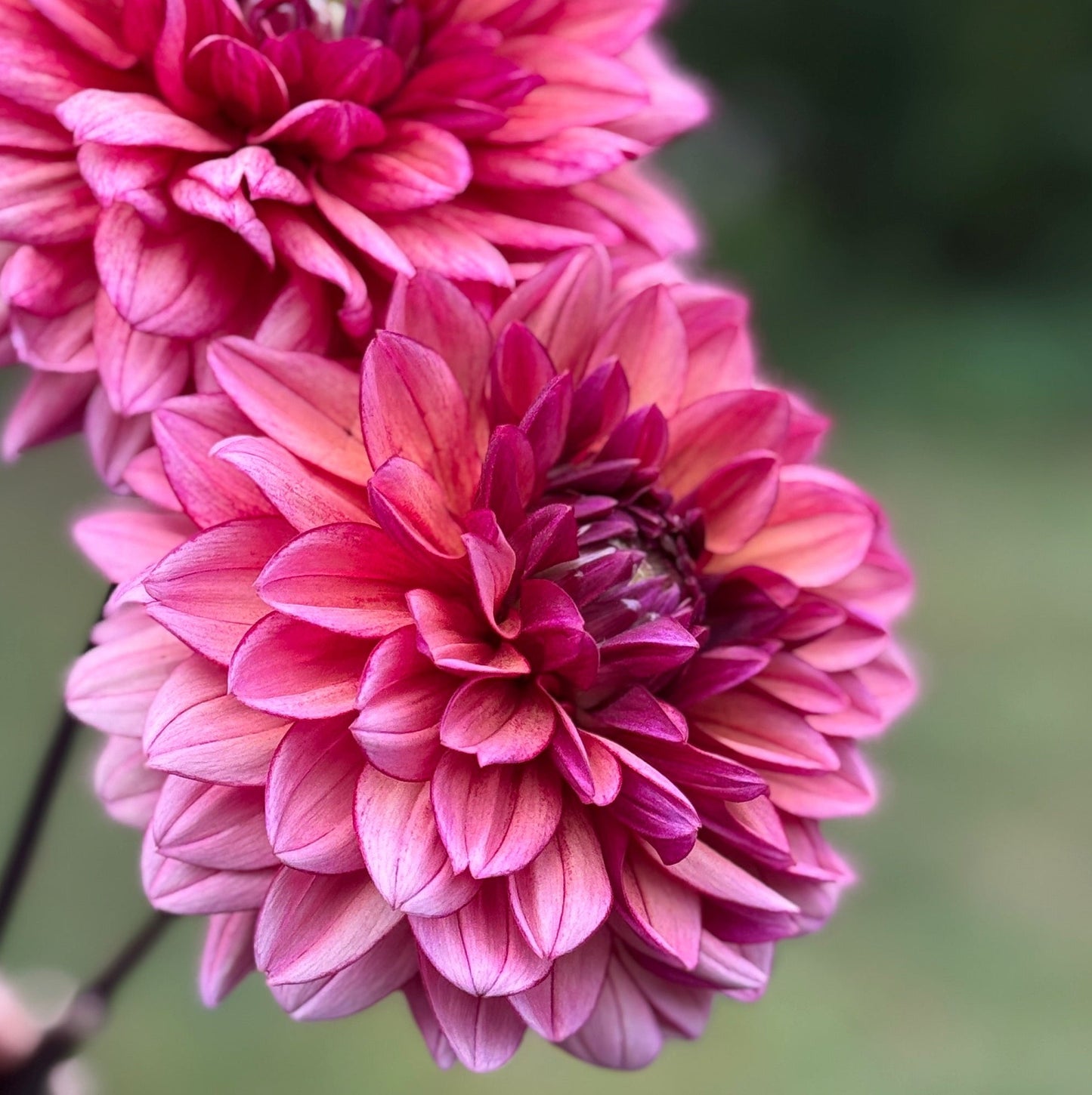 Two pink flowers with a blurred green background