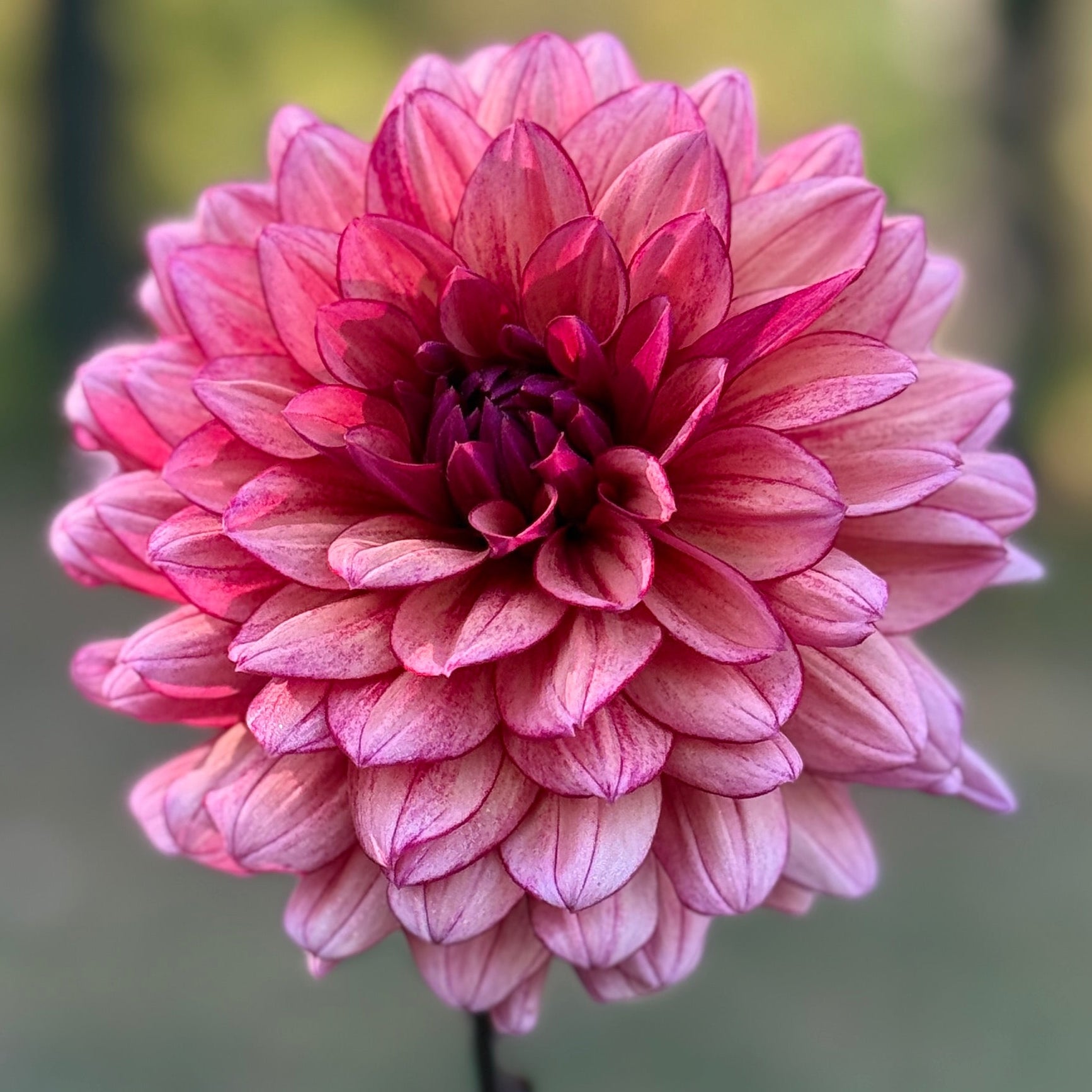 Pink flower held by a hand with a blurred natural background