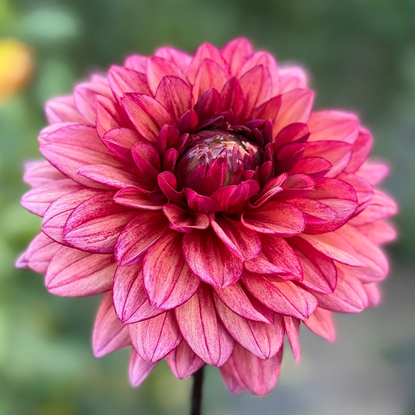 Close-up of a pink flower with a blurred green background
