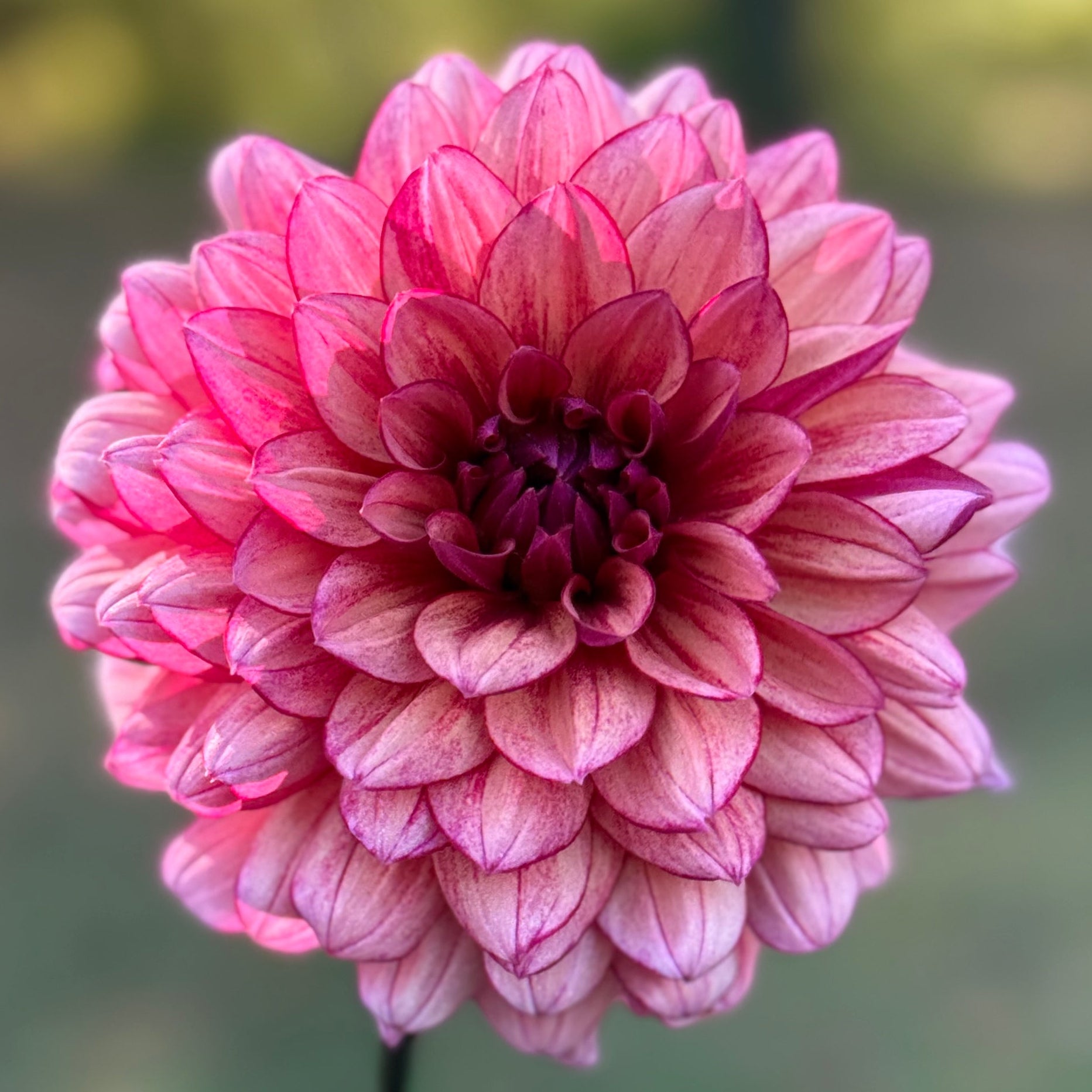 Pink dahlia flower held by a hand with a blurred natural background