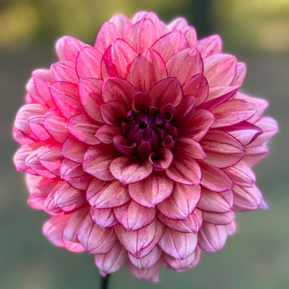 Pink dahlia flower held by a hand with a blurred natural background