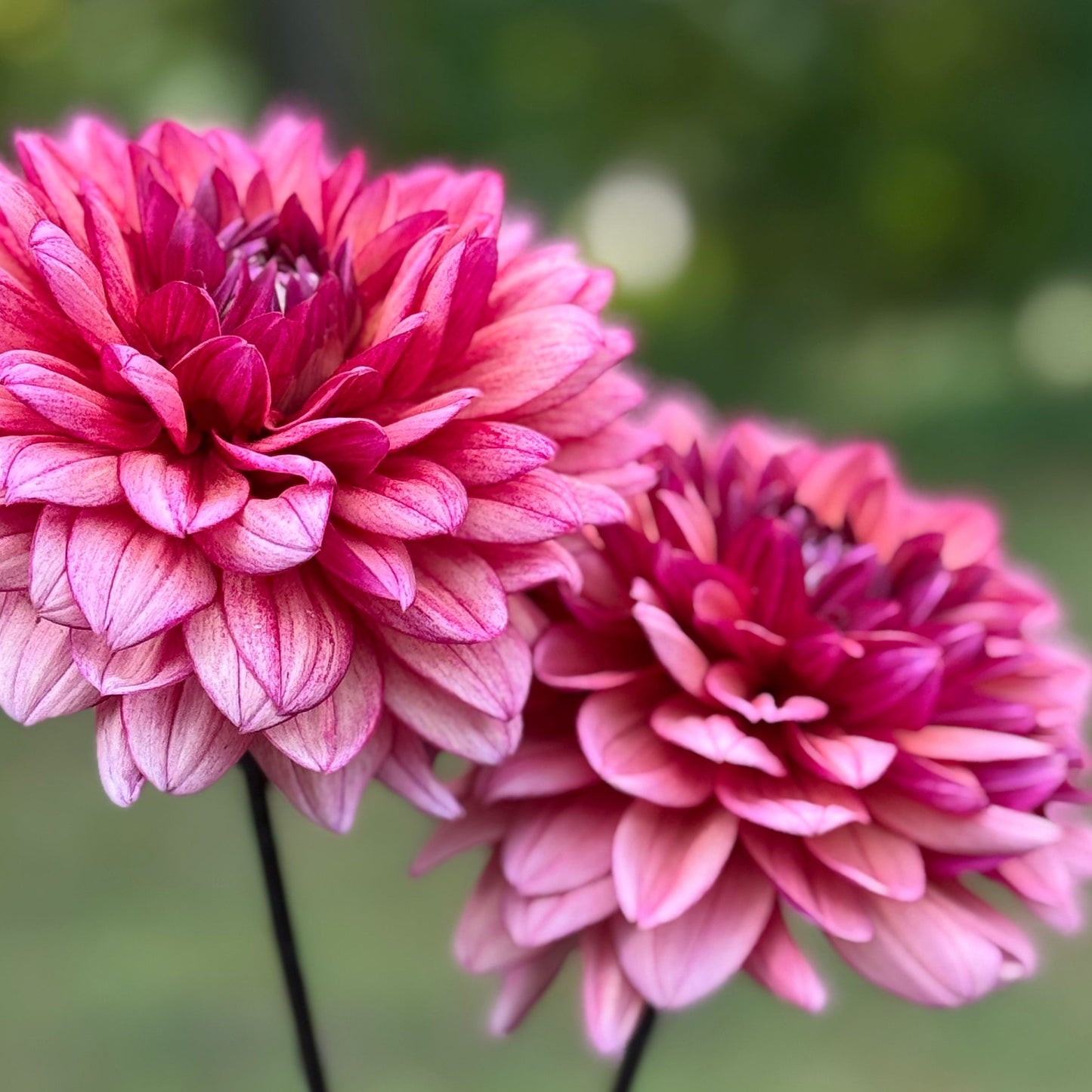 Two large pink flowers held against a blurred green background