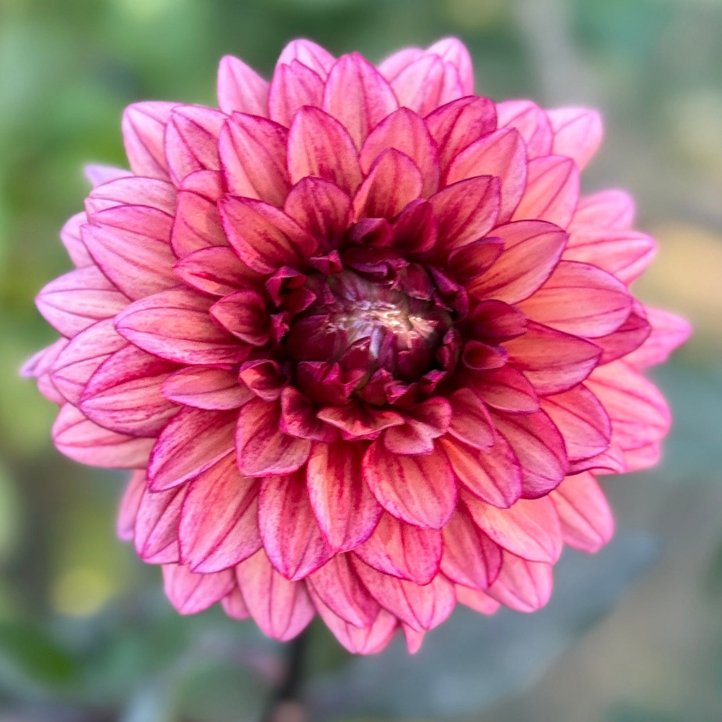 Close-up of a pink flower with a blurred green background