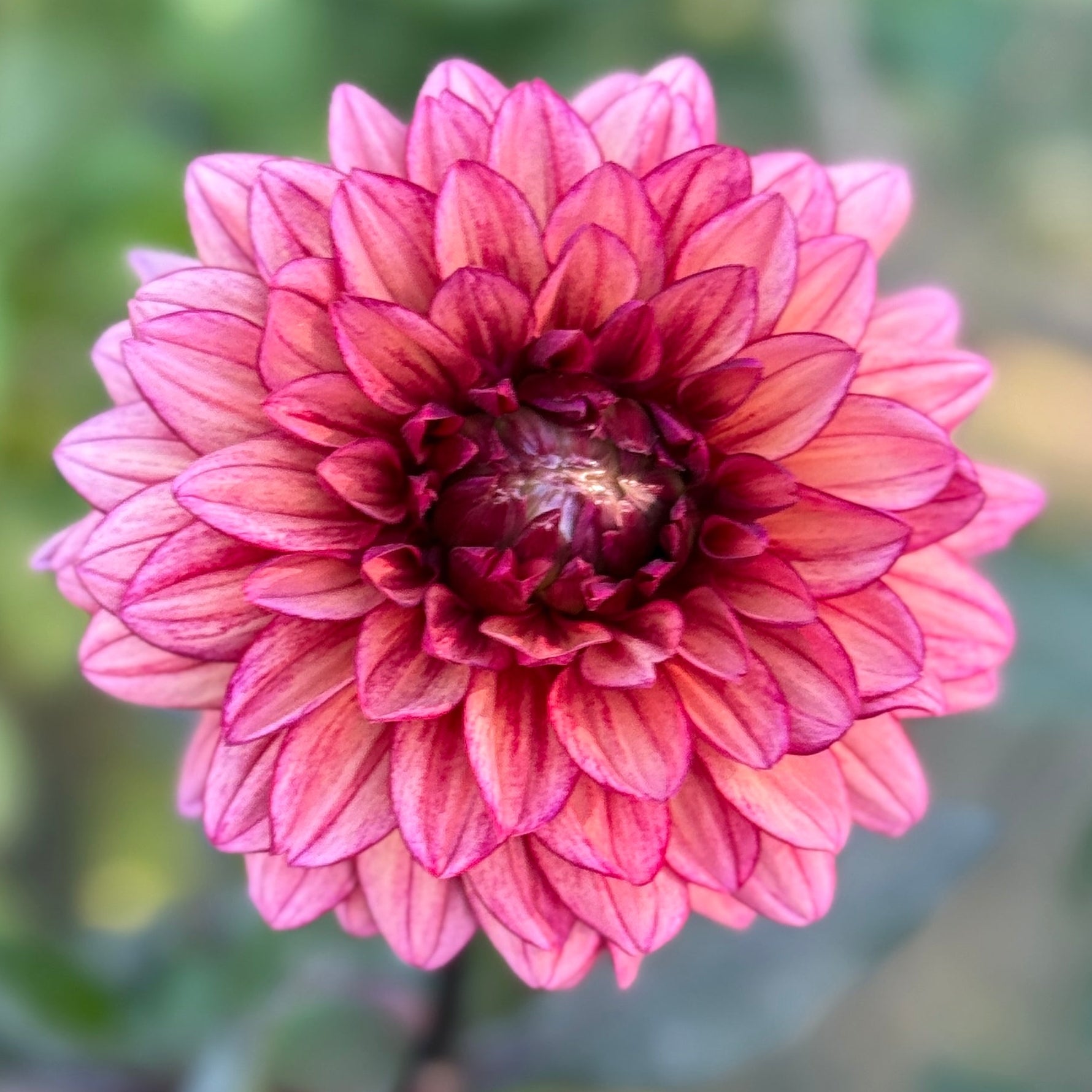 Close-up of a pink flower with a blurred green background