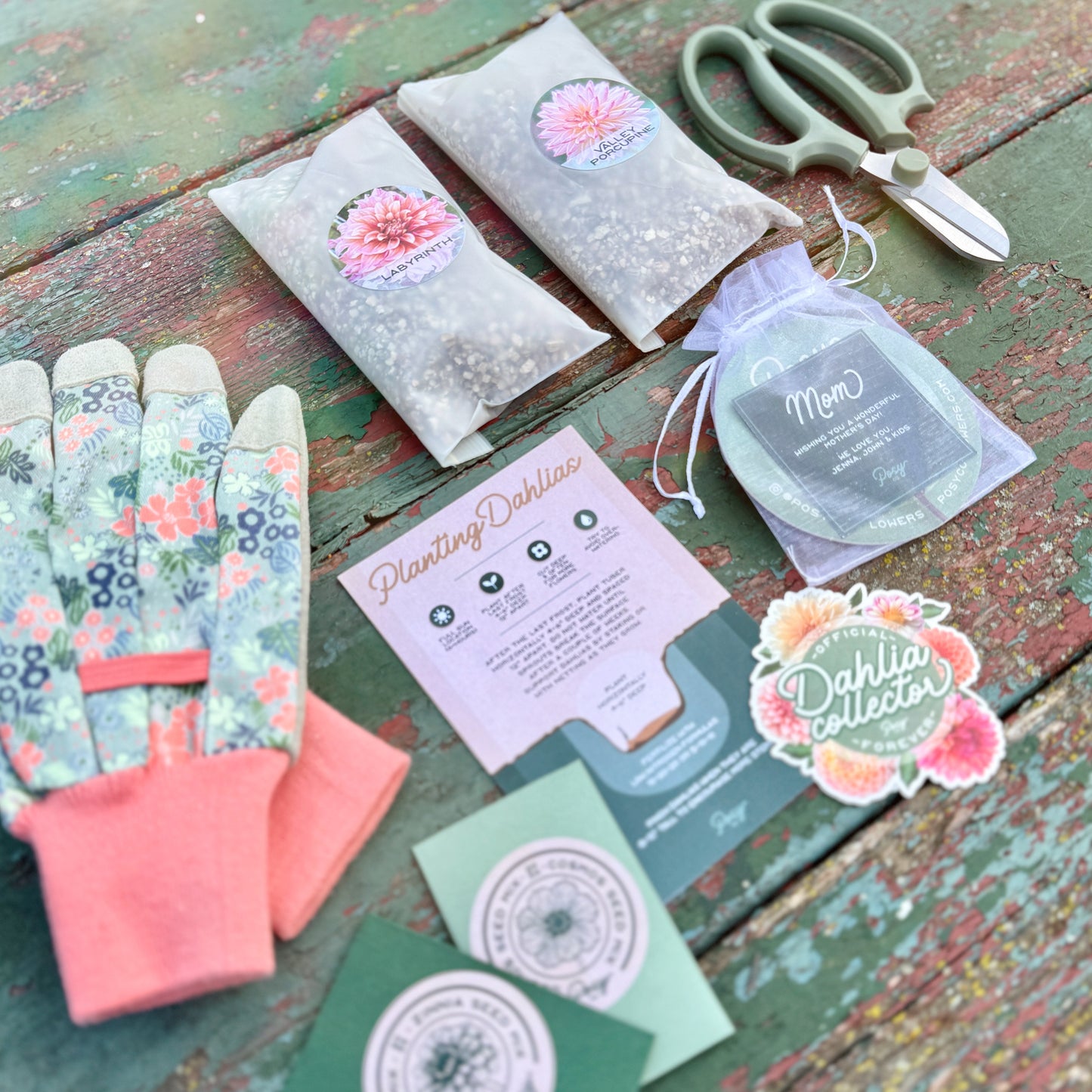 Dahlia planting kit with seed packets, scissors, and instructions on a wooden surface.