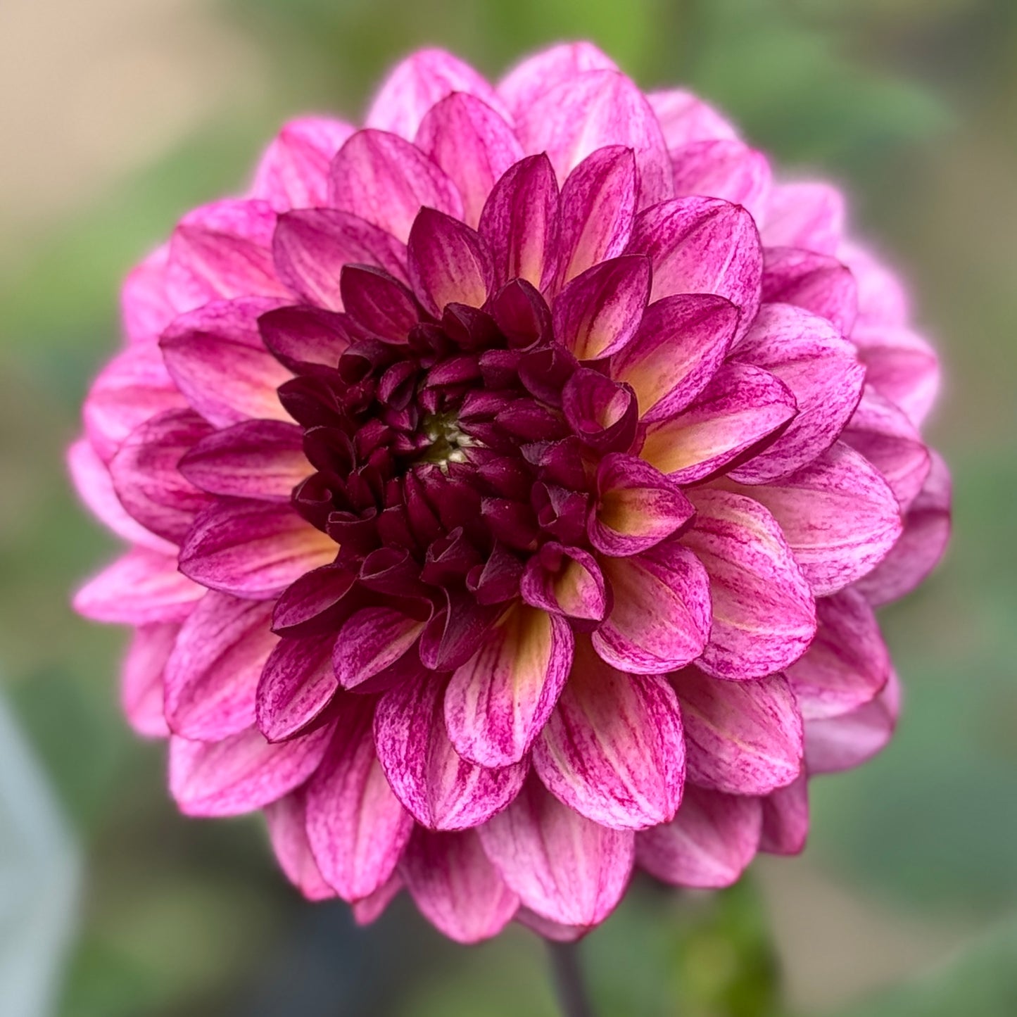 Close-up of a pink and purple flower with a blurred green background. Muchaha Dahlia Tuber