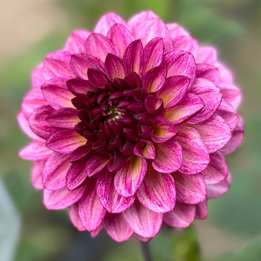 Close-up of a pink and purple flower with a blurred green background. Muchaha Dahlia Tuber