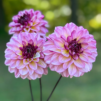 Three pink and purple dahlias with a blurred green background. Muchaha Dahlia Tuber