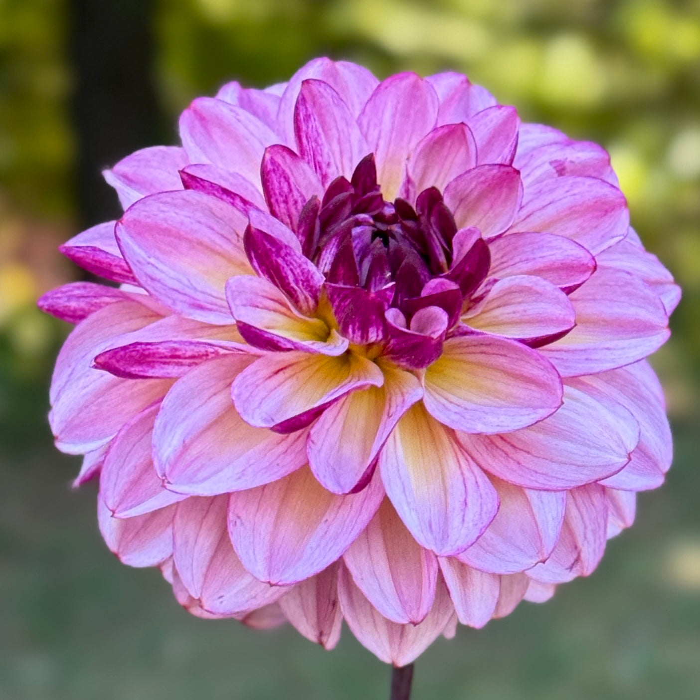 Close-up of a pink and purple dahlia flower with a blurred green background. Muchaha Dahlia Tuber
