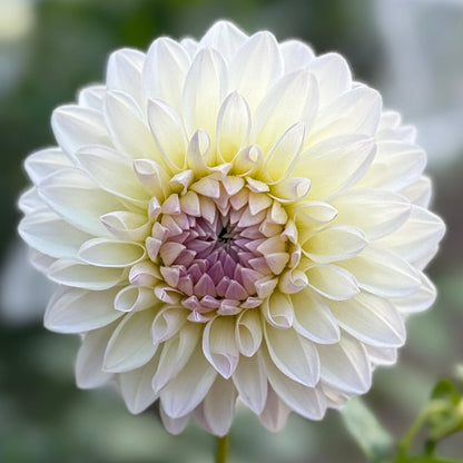 Close-up of a white flower with a blurred green background