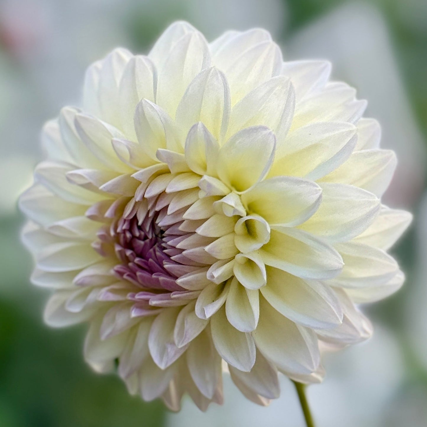 Close-up of a white dahlia flower with a blurred background