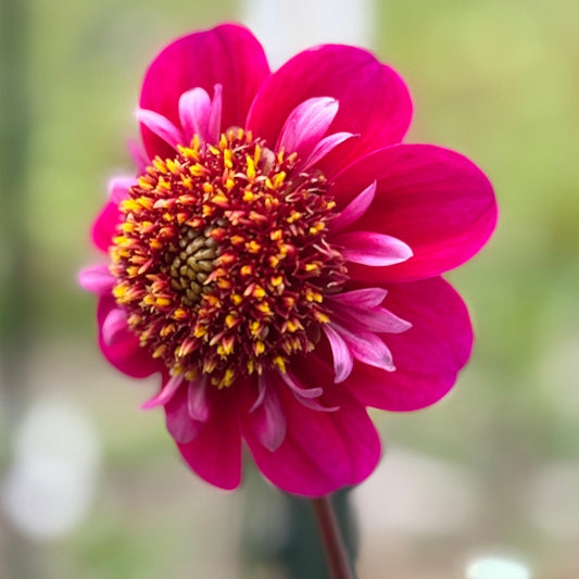 Close-up of a vibrant pink flower with a blurred green background