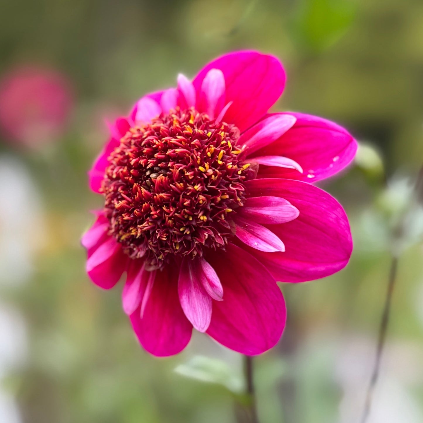 Pink flower with a blurred green background