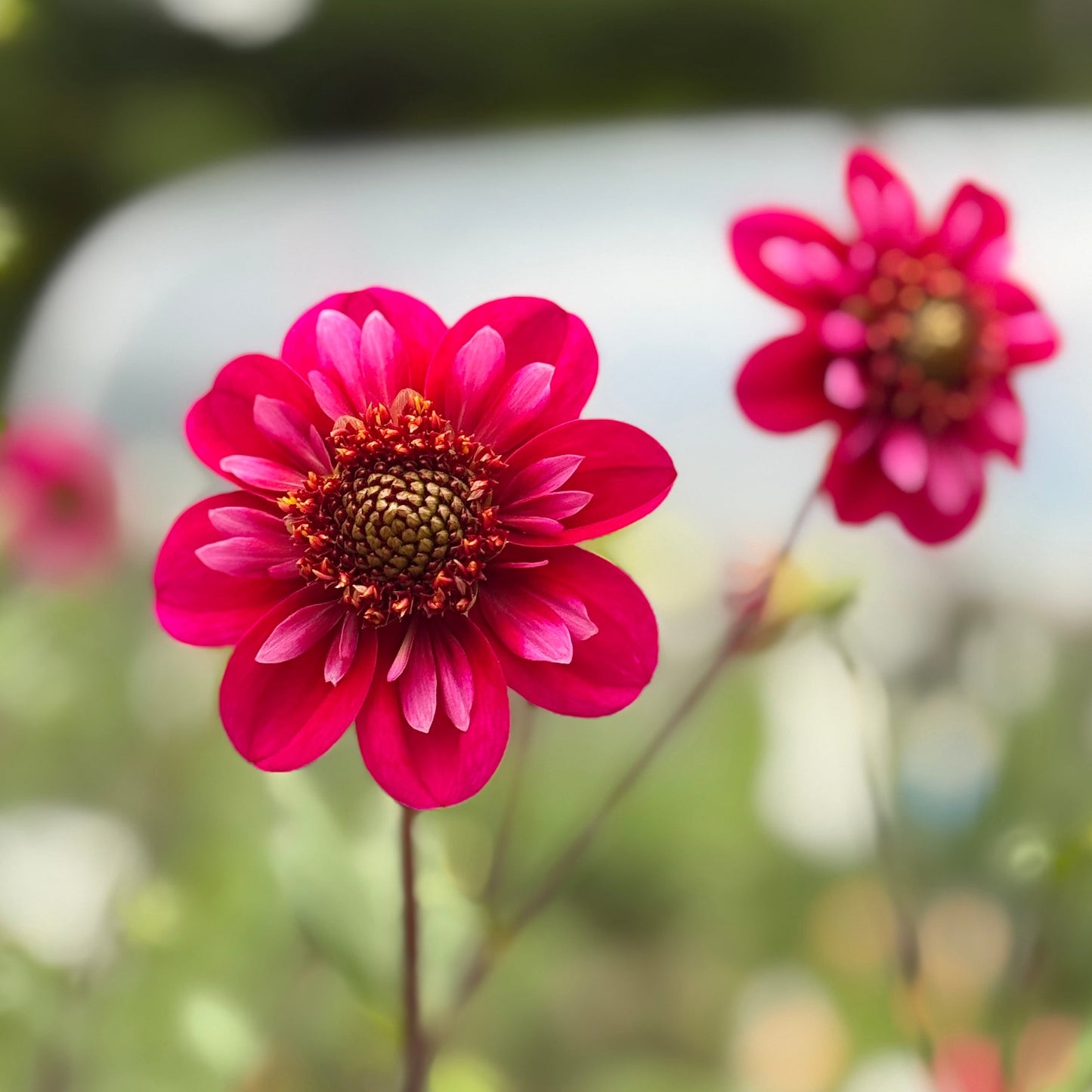 Close-up of a vibrant pink flower with a blurred green background