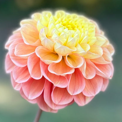 Close-up of a pink and yellow flower with a blurred green background