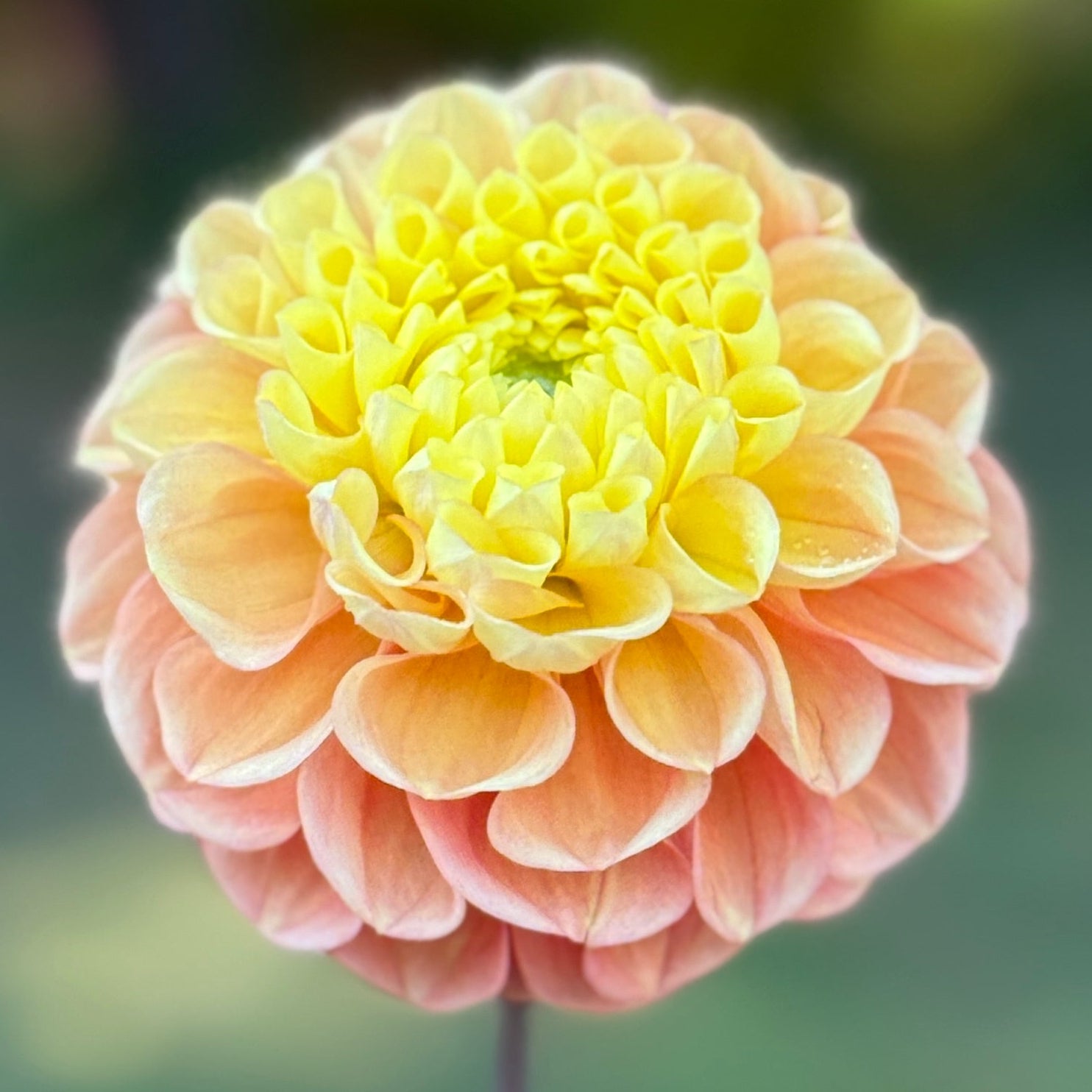 Large yellow and peach-colored flower held by a hand with a blurred green background