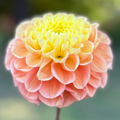 Flower with a blurred green background
