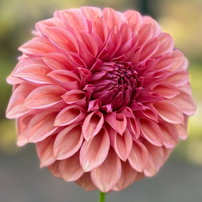 Pink flower with a blurred green background