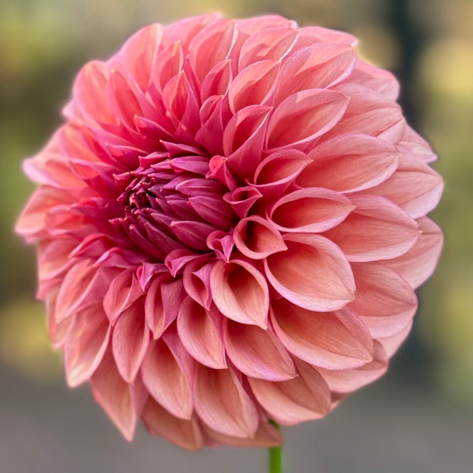 Pink flower with a blurred natural background
