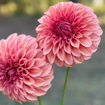 Two pink flowers with a blurred green background