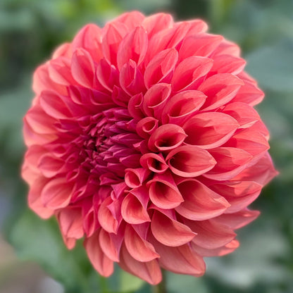 An angle view of a coral hued flower.