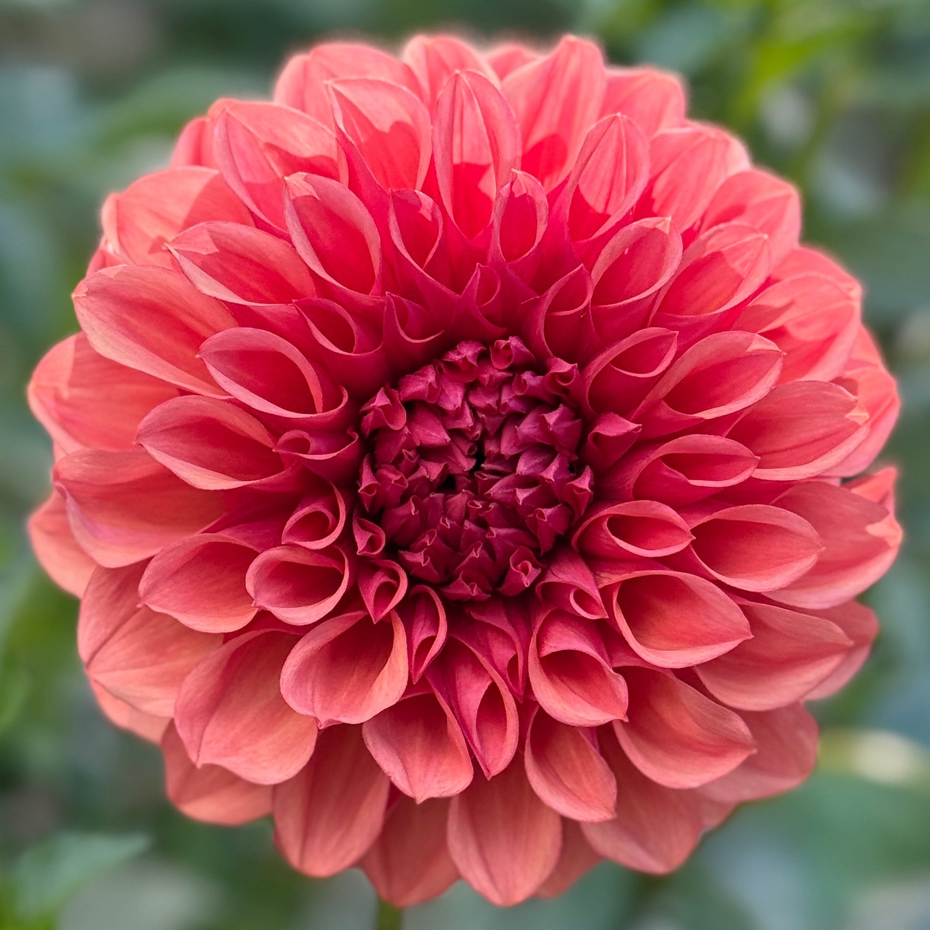 Coral colored flower on blurred background 