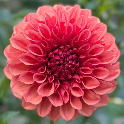 Coral colored flower on blurred background 