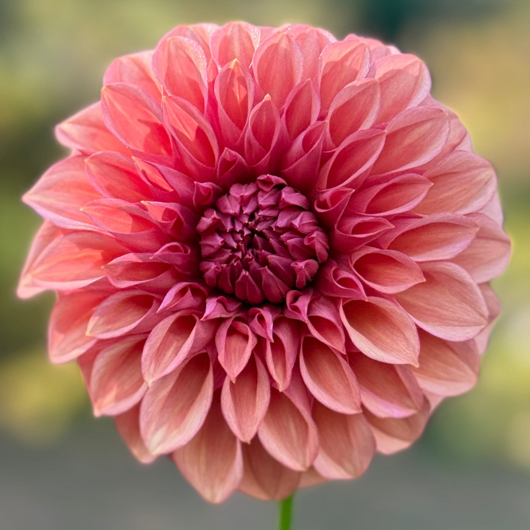 Pink flower with a blurred green and brown background