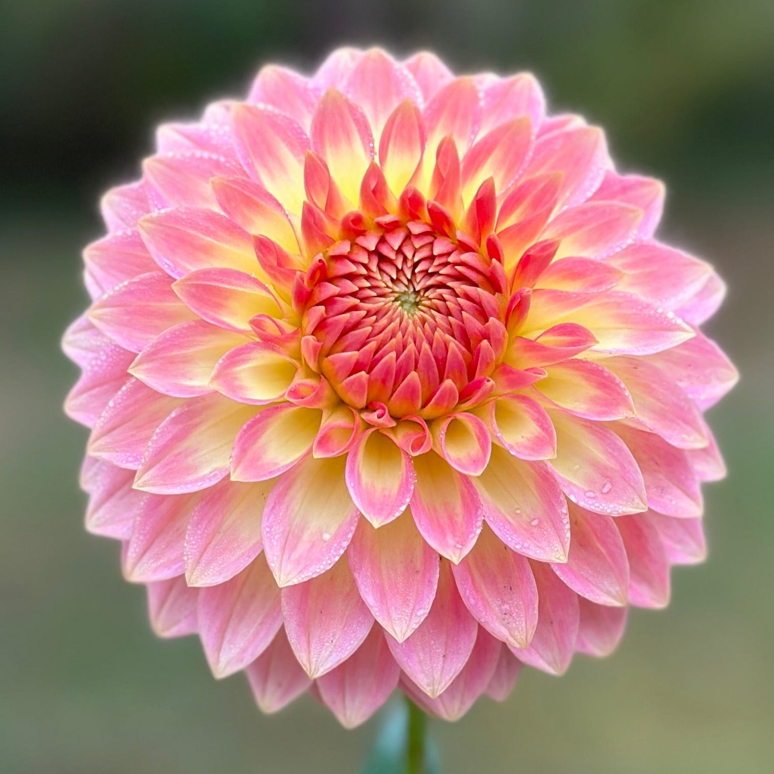 A close-up image of a pink and yellow Dahlia flower with a blurred background.