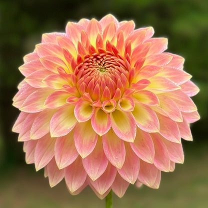 A peachy dahlia bloom up close