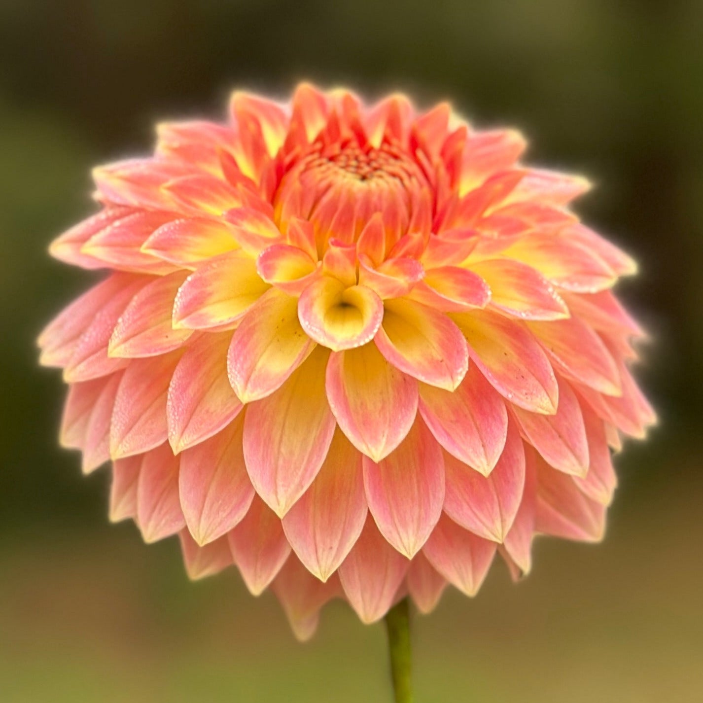 A peachy dahlia bloom up close