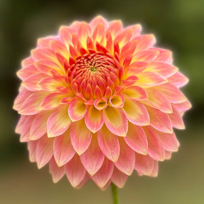 A peachy dahlia bloom up close