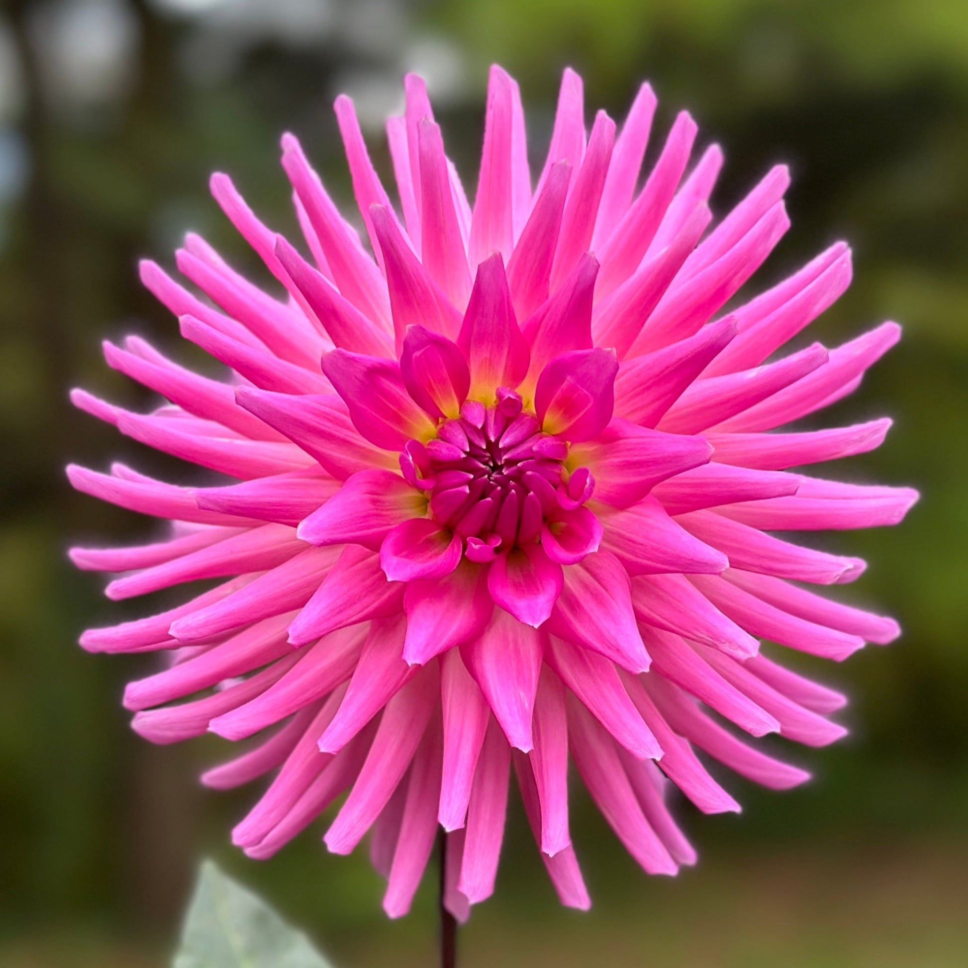 pink dahlia incurved cactus tuber